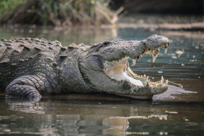 Un barbat din Indonezia care obisnuia sa hraneasca crocodili a fost ucis de ei Un barbat din Indonezia care obisnuia sa hraneasca crocodili a fost ucis de ei