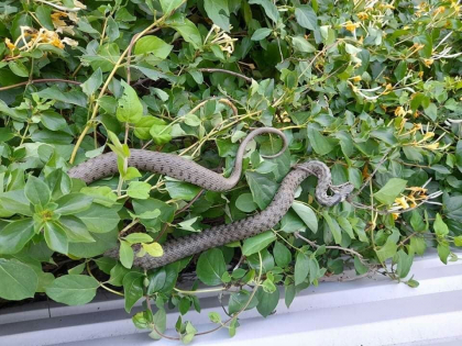 Salvatorii au intervenit pentru a evacua o vipera de pe copertina unei frizerii din Causeni - FOTO Salvatorii au intervenit pentru a evacua o vipera de pe copertina unei frizerii din Causeni - FOTO