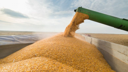 UE ar putea ajunge sa importe cereale din cauza agriculturii ecologice UE ar putea ajunge sa importe cereale din cauza agriculturii ecologice