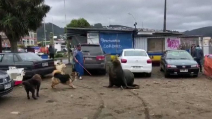 Oras invadat de lei de mare. Din cauza orcilor, animalele s-au refugiat pe o plaja din Chile Oras invadat de lei de mare. Din cauza orcilor, animalele s-au refugiat pe o plaja din Chile