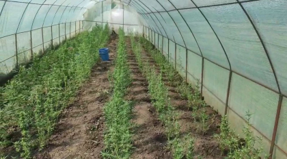 Aproape 250 de canepa bine ingrijita, gasite in gospodaria unui barbat de 66 de ani din raionul Glodeni. Ce pedeapsa risca acesta - VIDEO