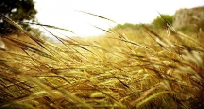 Ploile torentiale de zilele trecute au facut pagube in toata tara. Au fost afectate mai multe hectare de pamant din diferite localitati