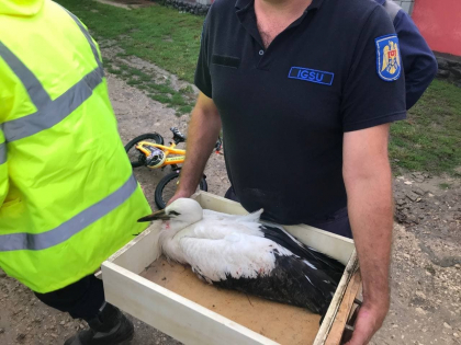 Trei cocostarci - salvati de la moarte de catre pompierii din Causeni - FOTO/VIDEO