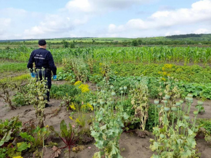 Crestea mac in propria gradina. Un barbat de 44 de ani - cercetat de politie - FOTO Crestea mac in propria gradina. Un barbat de 44 de ani - cercetat de politie - FOTO
