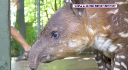 Un pui de tapir este noua vedeta a unui zoo din SUA. De ce este atat de special
