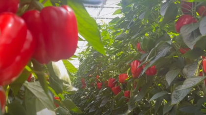 Efectul „devastator” al Brexitului. Legumele si fructele din Marea Britanie putrezesc pe camp pentru ca nu are cine sa le culeaga Efectul „devastator” al Brexitului. Legumele si fructele din Marea Britanie putrezesc pe camp pentru ca nu are cine sa le culeaga