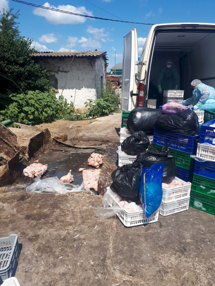 ANSA au depistat circa 1600 kg de carcase de pui infestate cu Salmonella, la Balti - GALERIE FOTO