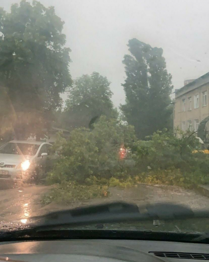 Ploaia si vantul puternic au doborat un copac pe o strada din Balti - VIDEO