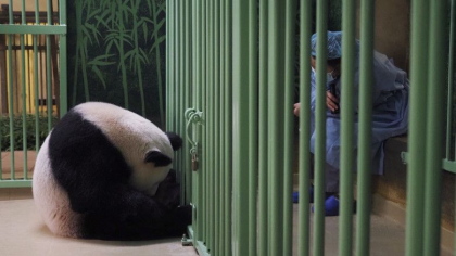 O femela de urs panda a adus pe lume gemeni la o gradina zoologica din Franta. Ingrijitorii: "Puii sunt sanatosi, sunt magnifici" - GALERIE FOTO