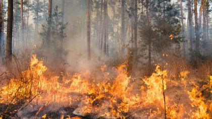 Valul sever de caldura provoaca incendii de vegetatie in Bulgaria Valul sever de caldura provoaca incendii de vegetatie in Bulgaria