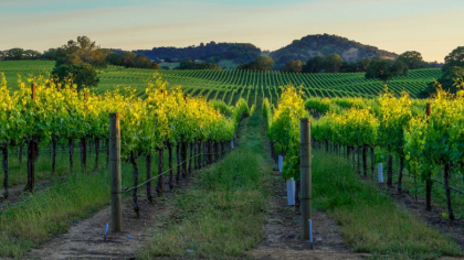 Productia de vin a Frantei in 2021 ar putea fi la cel mai scazut nivel din ultimii 50 de ani, potrivit Ministerului Agriculturii