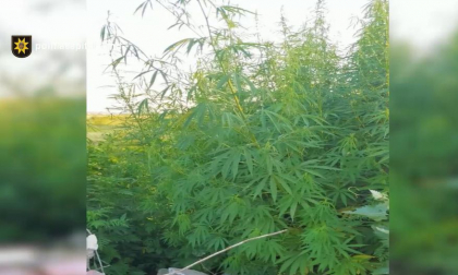 265 plante de canepa - gasite intr-o curte din satul Bic. Ce risca faptasul - VIDEO 265 plante de canepa - gasite intr-o curte din satul Bic. Ce risca faptasul - VIDEO