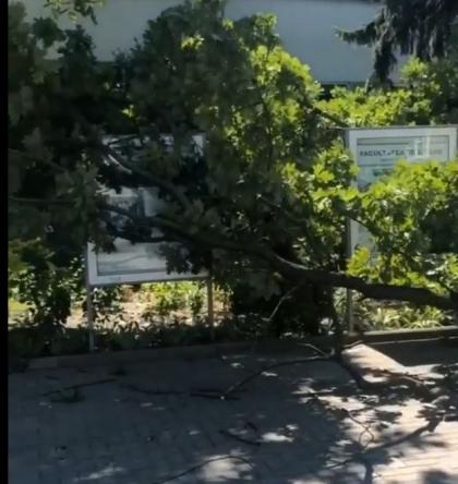 S-a prabusit un stejar de aproape 100 de ani, amplasat in fata Universitatii "Alecu Russo" din Balti - VIDEO