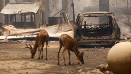Imaginile dezastrului lasat in urma de un nou incendiu scapat de sub control in California. In 24 de ore s-a intensificat de opt ori Imaginile dezastrului lasat in urma de un nou incendiu scapat de sub control in California. In 24 de ore s-a intensificat de opt ori