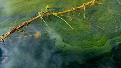 Familie ucisa de o posibila alga otravitoare. Trupurile parintilor, fiicei de 1 an si al cainelui au fost gasite intr-un parc national Familie ucisa de o posibila alga otravitoare. Trupurile parintilor, fiicei de 1 an si al cainelui au fost gasite intr-un parc national