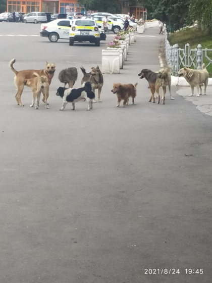 O fetita - atacata de o haita de caini pe o strada din Floresti. Politia a intervenit - FOTO O fetita - atacata de o haita de caini pe o strada din Floresti. Politia a intervenit - FOTO