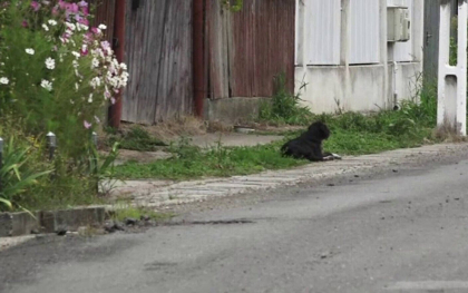 Un caine din Mures isi asteapta de doi ani stapanul in fata curtii. Omul a murit fulgerator Un caine din Mures isi asteapta de doi ani stapanul in fata curtii. Omul a murit fulgerator