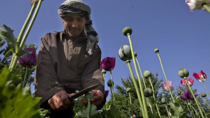 Cat de mult opiu se produce, de fapt, in Afganistan, unde ajung drogurile si cat castiga talibanii Cat de mult opiu se produce, de fapt, in Afganistan, unde ajung drogurile si cat castiga talibanii