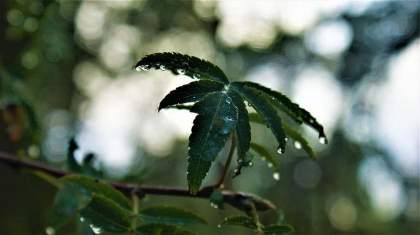 Cer variabil si ploi se asteapta astazi la noi in tara. Cum va fi vremea in urmatoarele zile. Prognoza meteo - FOTO