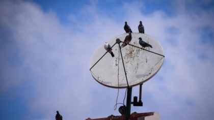 Cum ajung porumbeii sa devina un pericol pentru reteaua de internet prin satelit a lui Elon Musk