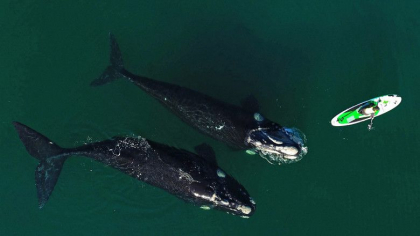 Intalnire spectaculoasa cu doua balene, in largul coastelor Argentinei