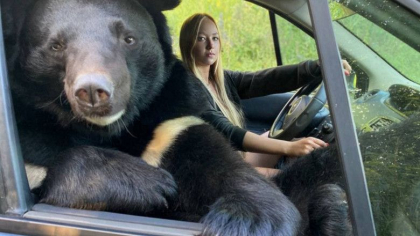 GALERIE FOTO. Imagini surprinzatoare din Rusia. O tanara calatoreste in masina cu o ursoaica pe locul pasagerului din dreapta GALERIE FOTO. Imagini surprinzatoare din Rusia. O tanara calatoreste in masina cu o ursoaica pe locul pasagerului din dreapta