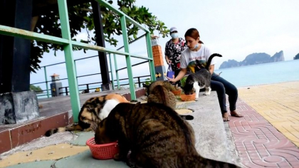 Povestea celor 1.000 de pisici abandonate de stapanii lor pe o insula thailandeza. Cum au ajuns in aceasta situatie Povestea celor 1.000 de pisici abandonate de stapanii lor pe o insula thailandeza. Cum au ajuns in aceasta situatie
