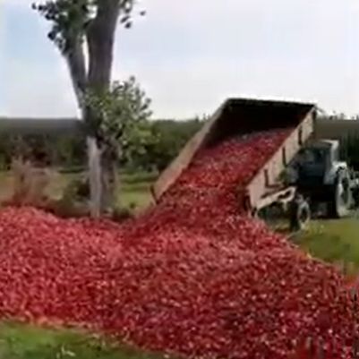Cosmarul agricultorilor. Anul este roditor, dar nu au cui sa vanda merele - VIDEO Cosmarul agricultorilor. Anul este roditor, dar nu au cui sa vanda merele - VIDEO