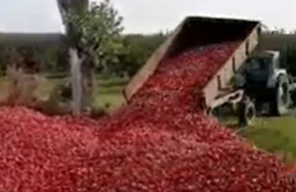 Merele nu au fost aruncate. Ministerul Agriculturii: "Despre filmarile care s-au facut, agricultorul spune ca nu stie nimic". Unde urmeaza sa ajunga fructele Merele nu au fost aruncate. Ministerul Agriculturii: "Despre filmarile care s-au facut, agricultorul spune ca nu stie nimic". Unde urmeaza sa ajunga fructele