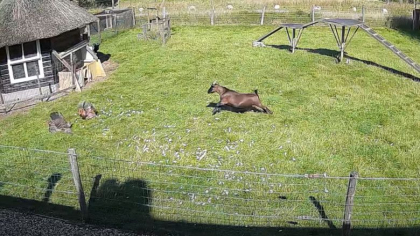O capra si un cocos au salvat o gaina care fusese atacata de un soim - VIDEO O capra si un cocos au salvat o gaina care fusese atacata de un soim - VIDEO