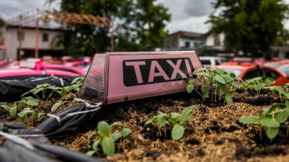 Taxiurile Covid au devenit gradini de legume in Bangkok Taxiurile Covid au devenit gradini de legume in Bangkok