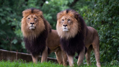 Sase lei si trei tigri de la gradina zoologica din Washington au fost testati pozitiv cu COVID-19. Animalele urmeaza sa fie vaccinate Sase lei si trei tigri de la gradina zoologica din Washington au fost testati pozitiv cu COVID-19. Animalele urmeaza sa fie vaccinate