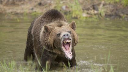 Cazul unic al unui grizzly ucis de o capra. O expertiza criminalistica a aratat cum s-a desfasurat lupta Cazul unic al unui grizzly ucis de o capra. O expertiza criminalistica a aratat cum s-a desfasurat lupta