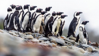 Zeci de pinguini, gasiti morti pe o plaja din Cape Town, dupa ce au fost atacati de un roi de albine Zeci de pinguini, gasiti morti pe o plaja din Cape Town, dupa ce au fost atacati de un roi de albine