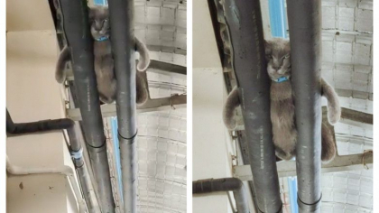 Cum a adormit un motan in hala de productie a unei fabrici? Imaginile cu Mok au devenit virale - FOTO Cum a adormit un motan in hala de productie a unei fabrici? Imaginile cu Mok au devenit virale - FOTO