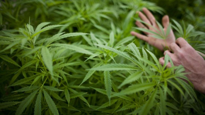 O femeie de 91 de ani dintr-un centru pentru batrani din Germania cultiva canabis fara sa stie O femeie de 91 de ani dintr-un centru pentru batrani din Germania cultiva canabis fara sa stie