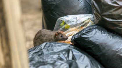 Sobolani de marimea unor pisici invadeaza casele din UK prin toalete