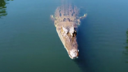 Un crocodil a sarit din apa si a atacat drona unei echipe care filma un documentar in Australia - VIDEO