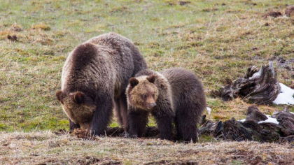 Inchisoare si amenda pentru o turista care s-a apropiat prea mult de o ursoaica cu pui pentru a face poze. „Este absolut prostesc”
