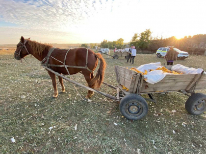 Tragedie la Nisporeni. Un barbat a murit, dupa ce a cazut din caruta si a fost tirit aproximativ 110 metri - FOTO 