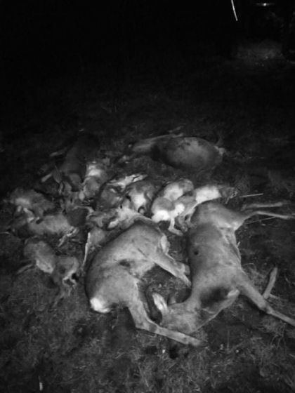 Imagini care va pot afecta emotional. Vasile Costiuc: Mai multe caprioare impuscate de fiul sefului pe Ecologie al raionului Singerei. Moldsilva s-a autosesizat - FOTO