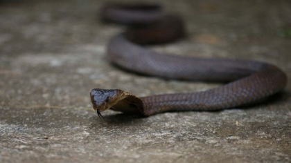Un indian si-a ucis sotia bagandu-i o cobra in pat. Cum au descoperit politistii Un indian si-a ucis sotia bagandu-i o cobra in pat. Cum au descoperit politistii