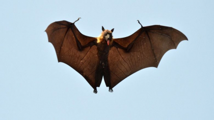 Un alt virus, provenit tot de la lilieci din Asia, ar putea declansa o noua pandemie mortala. Nipah „erupe” periodic in Bangladesh Un alt virus, provenit tot de la lilieci din Asia, ar putea declansa o noua pandemie mortala. Nipah „erupe” periodic in Bangladesh