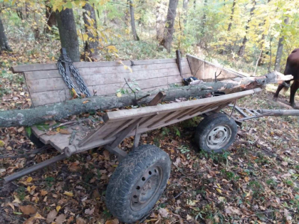  Un barbat - transportat la spital in stare grava, dupa ce peste el a cazut un copac in padurea "Plaiul fagului"- FOTO
