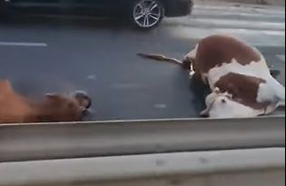 Imagini cu impact emotional. Doua vaci au fost spulberate pe o trecere de pietoni, la Magdacesti - VIDEO Imagini cu impact emotional. Doua vaci au fost spulberate pe o trecere de pietoni, la Magdacesti - VIDEO