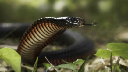 Un barbat a folosit o cobra ca sa-si insceneze moartea, pentru a incasa asigurarea de viata de 5 milioane de dolari Un barbat a folosit o cobra ca sa-si insceneze moartea, pentru a incasa asigurarea de viata de 5 milioane de dolari