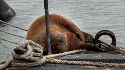 Prima morsa aparuta intr-un port olandez dupa 23 de ani si-a petrecut ultimele zile dormind pe un submarin din Clasa "Morsa" Prima morsa aparuta intr-un port olandez dupa 23 de ani si-a petrecut ultimele zile dormind pe un submarin din Clasa "Morsa"