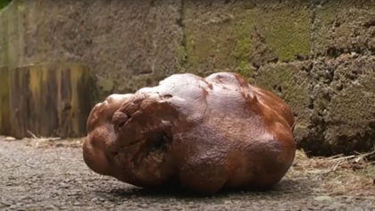 Un cuplu din Noua Zeelanda a descoperit in gradina casei un cartof gigantic Un cuplu din Noua Zeelanda a descoperit in gradina casei un cartof gigantic