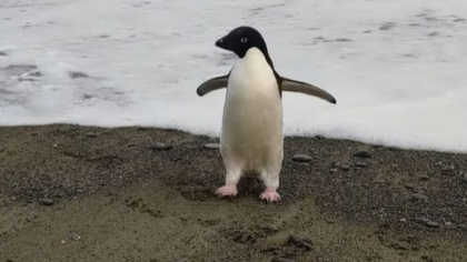 Un pinguin a calatorit, din greseala, 3.000 de km pana-n Noua Zeelanda. "Am crezut ca e jucarie de plus. Apoi a miscat capul, era real"
