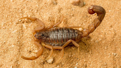 Trei morti si sute de oameni raniti intr-un oras din Egipt, dupa ce au fost atacati de scorpioni
